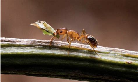 家中小螞蟻